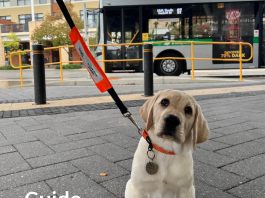 Puppy in Training, Kim, heads into Fremantle for a walk around the fish and chip shops and a ride on the bus.