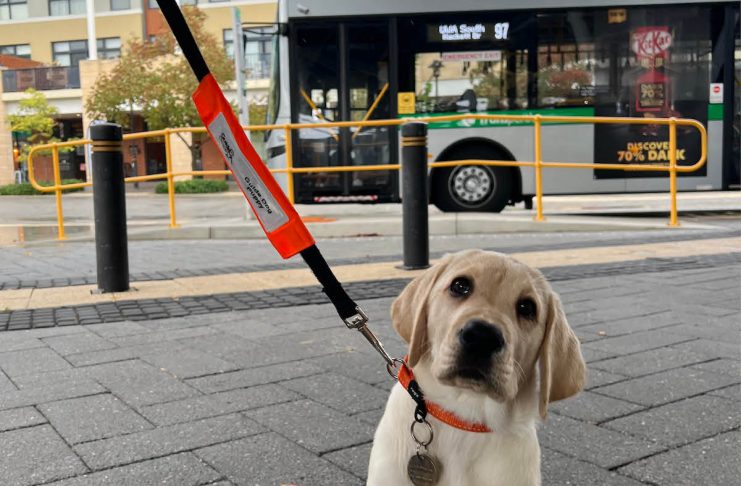 Puppy in Training, Kim, heads into Fremantle for a walk around the fish and chip shops and a ride on the bus.